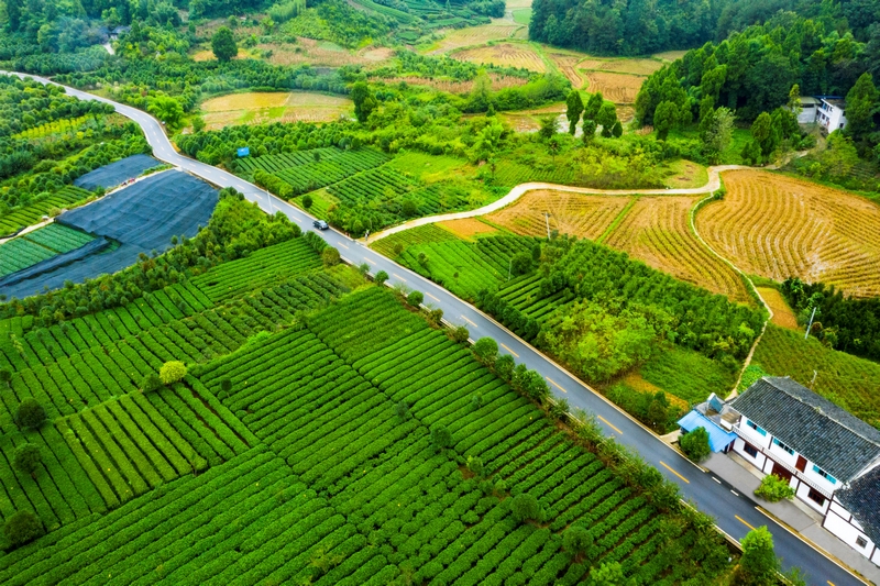 1 湄潭县湄潭27°茶海路,荣获2020年度全国“十大最美农村路”。图片由贵州省公路局提供