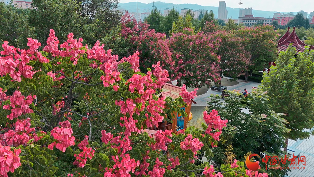陇拍客|平凉崇信：栾树花开秋意浓