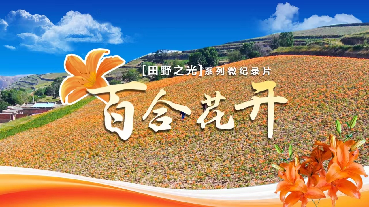 【微纪录】田野之光｜百合花开