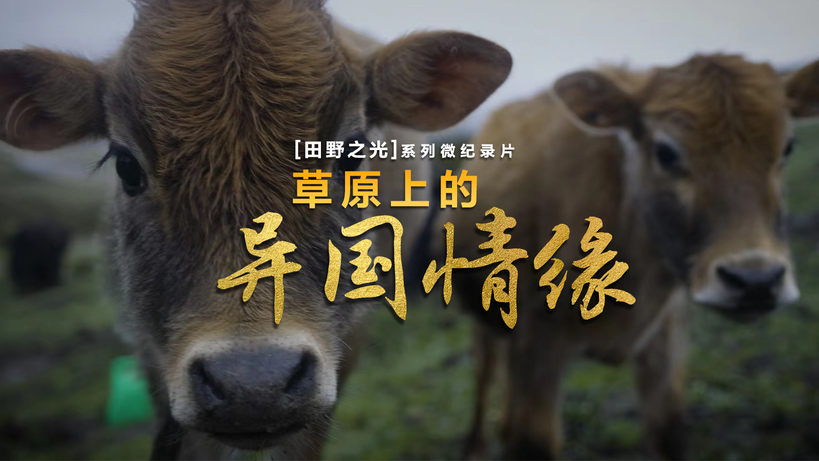 【微纪录】田野之光｜草原上的异国情缘