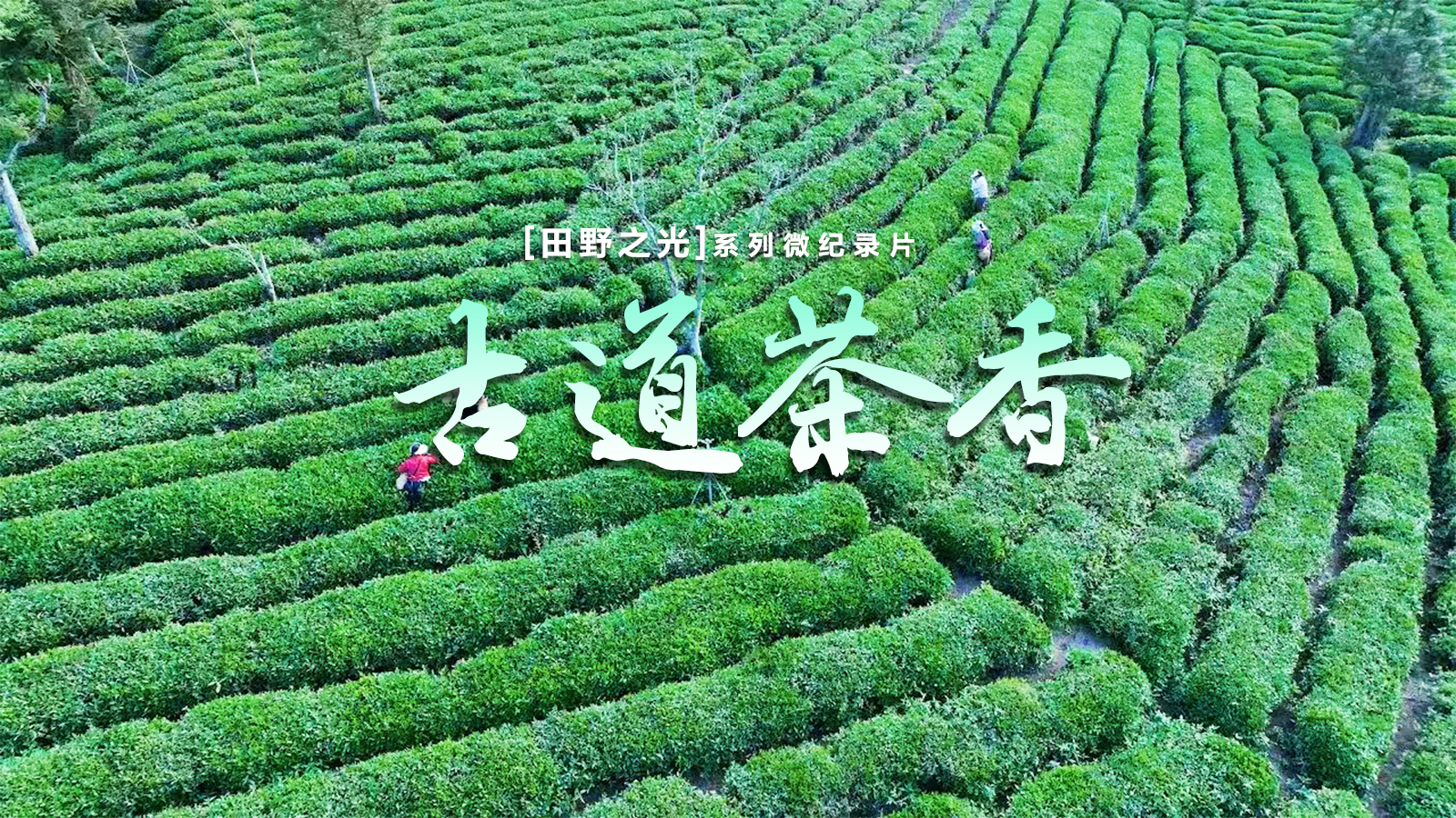【微纪录】田野之光｜古道茶香