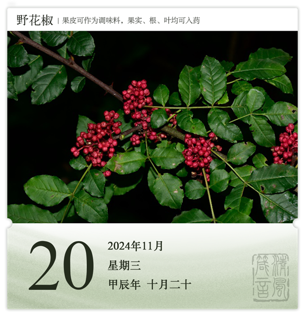 1730189407228203.png 箴历日历11-20.png