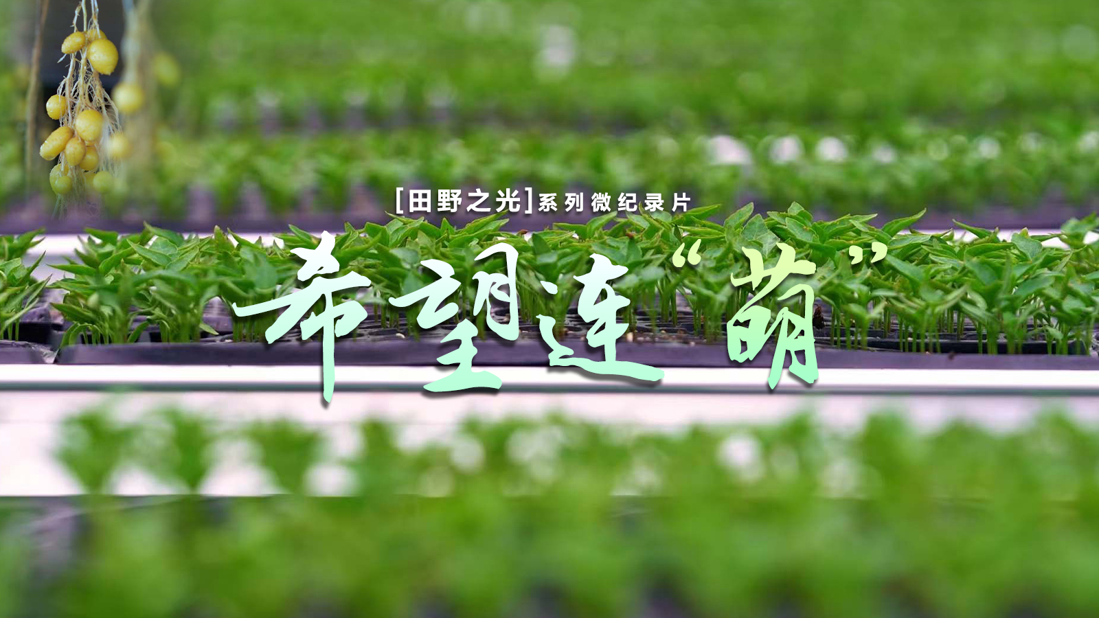 【微纪录】田野之光｜希望连“萌”