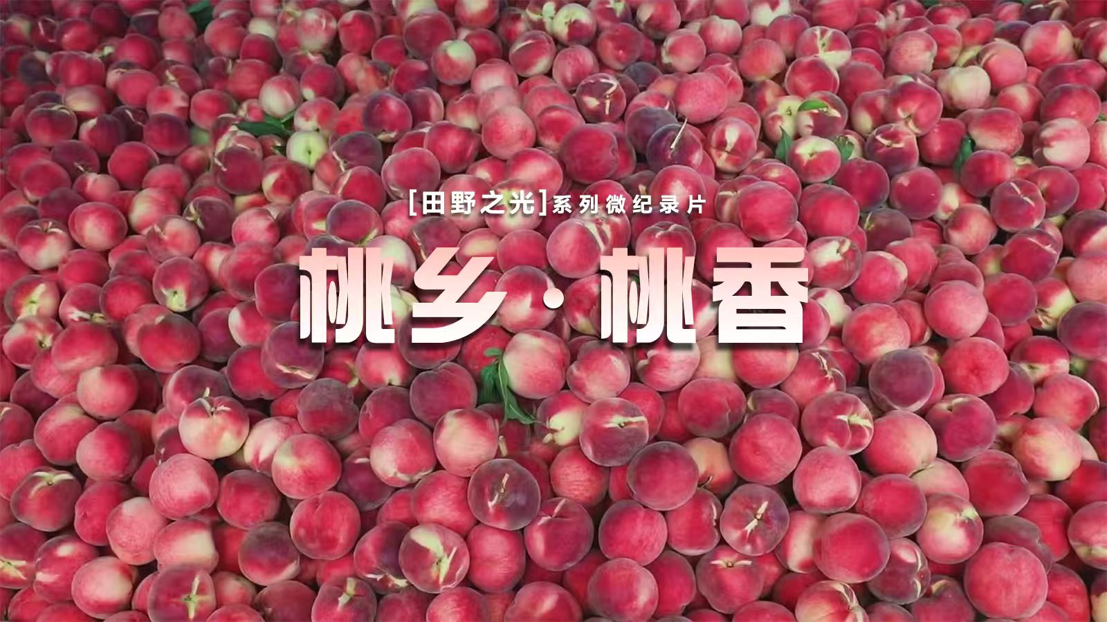 【微纪录】田野之光｜桃乡· 桃香