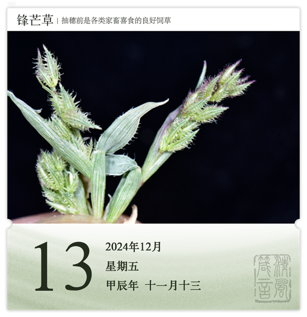 1732869726691890.png 箴历日历12-13.png