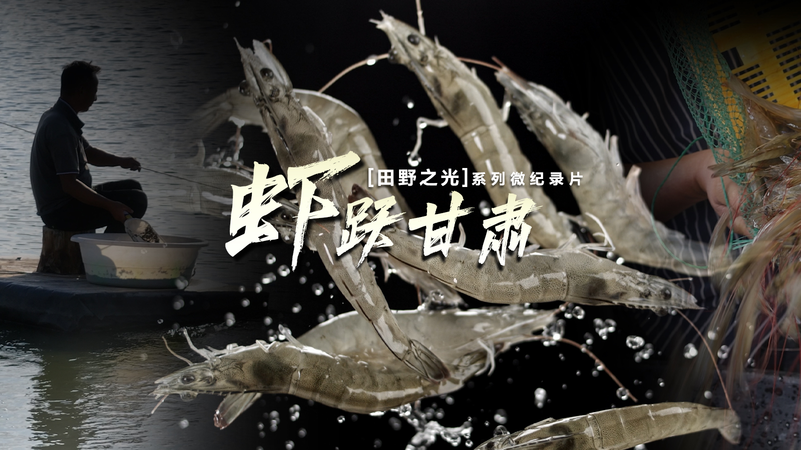 【飞天网视】田野之光(13)｜虾跃甘肃