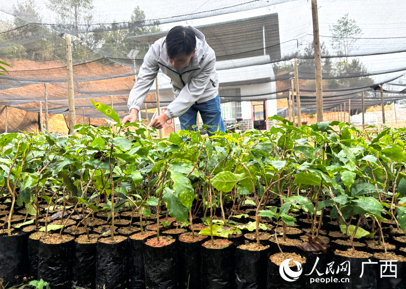 育苗基地里,工作人员正在护理咖啡苗。人民网 何宁摄
