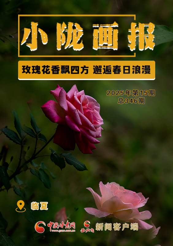【小隴畫報·346期】臨夏：玫瑰花香飄四方 邂逅春日浪漫 