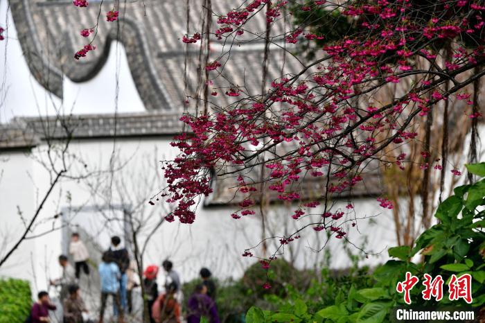 福州:花木竞相开放引游人