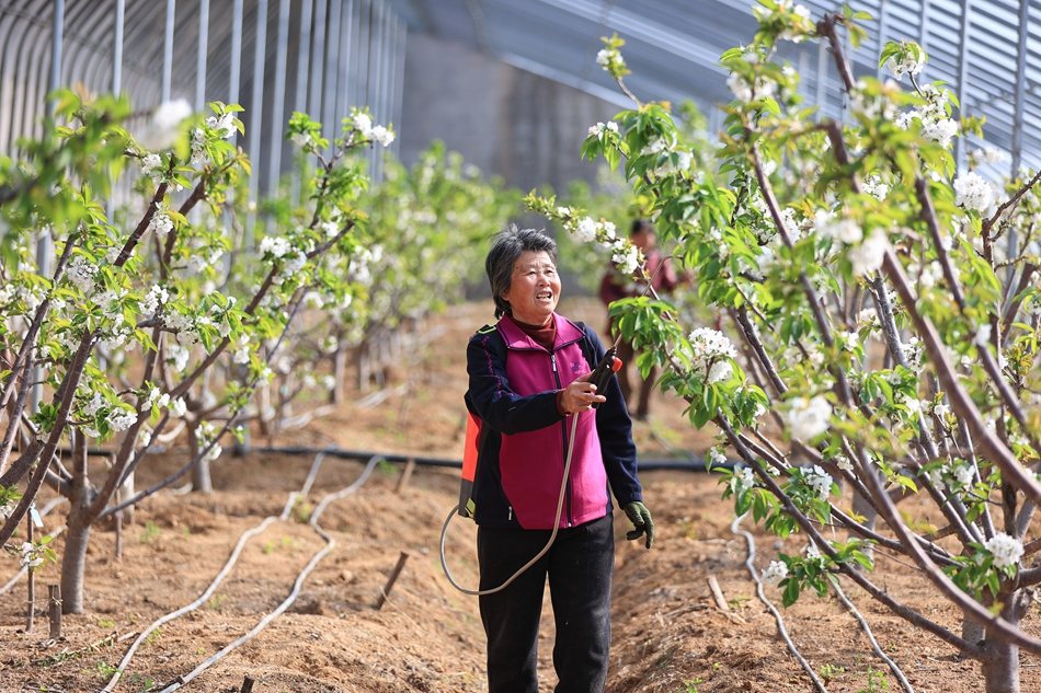 谢湖村樱桃种植大棚内,果农进行人工授粉。司伟摄