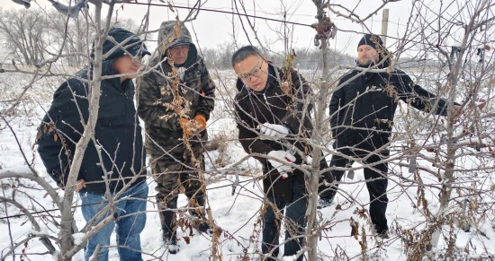 2024年12月8日,西北农林科技大学教授张东(右二)在吉尔吉斯斯坦楚河州的中吉果木良种繁育示范园进行冬季苹果苗木修剪技术培训。新华社发