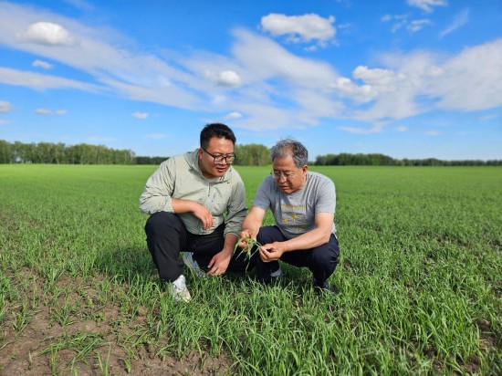 2024年6月19日,西北农林科技大学教授张正茂(右)与学生在哈萨克斯坦北哈州的农业示范园调查小麦生长情况。新华社发