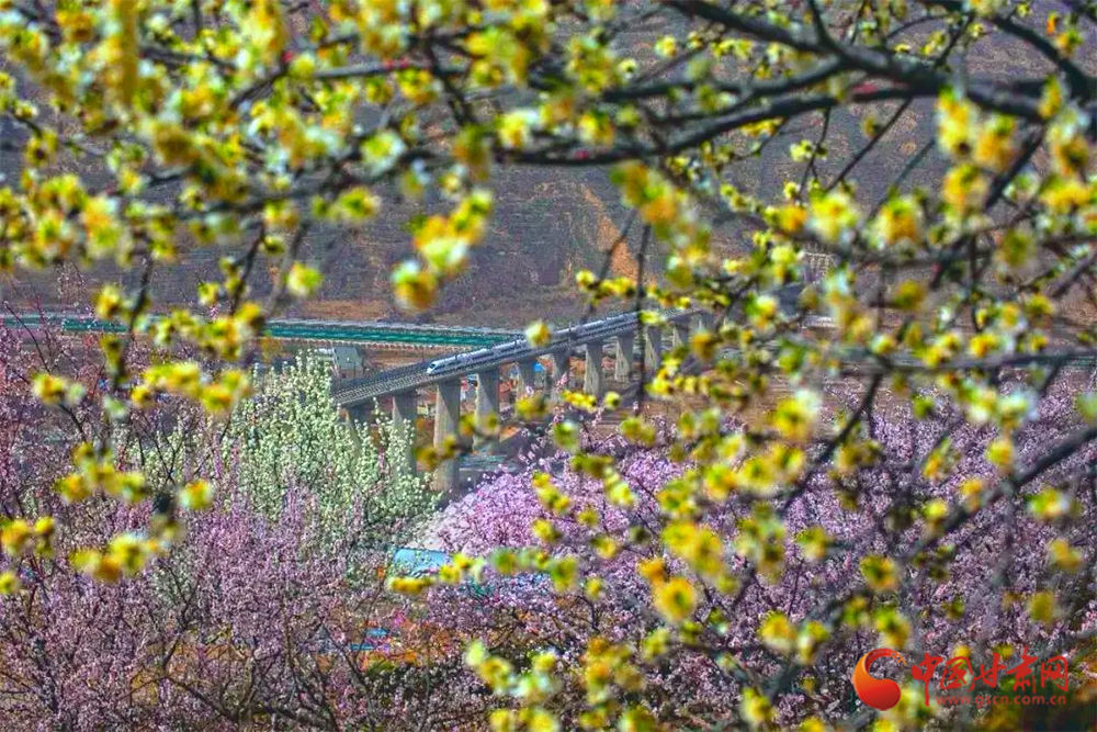 踏青賞花