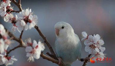 杏花枝头鹦鹉闹