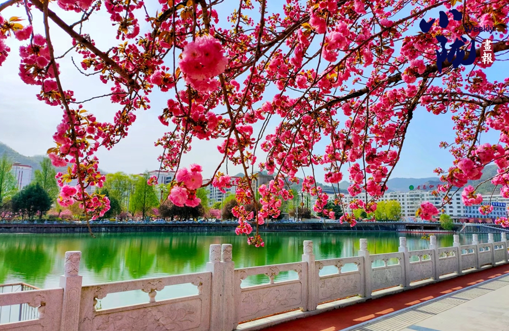 【小陇画报·367期】两当： 樱花烂漫 春色满城