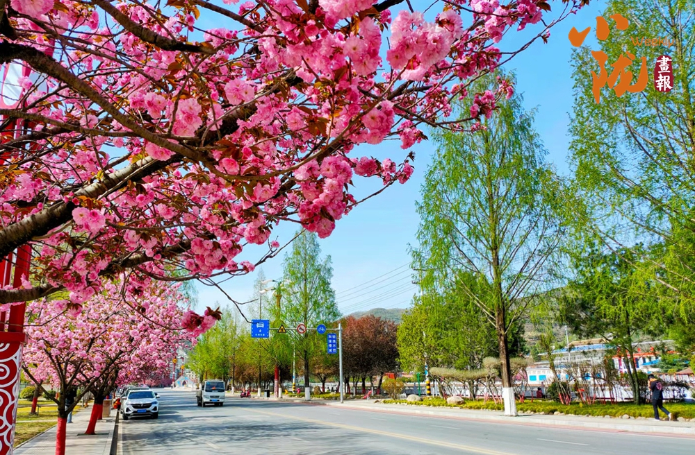 兩當： 櫻花爛漫 春色滿城