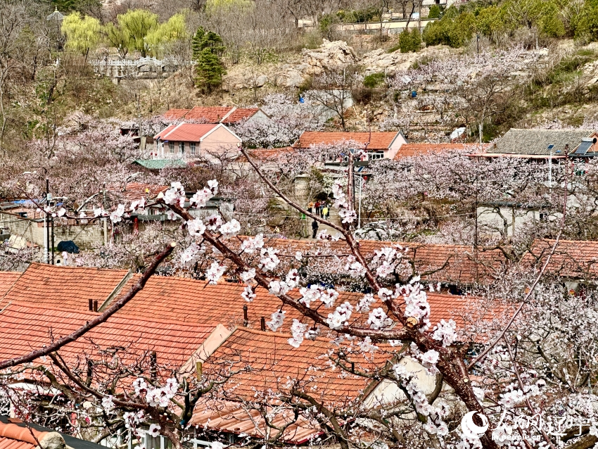 辽东春信至,漫山花海惹人醉。人民网记者 尹柏寒摄