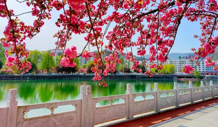两当： 樱花烂漫 春色满城