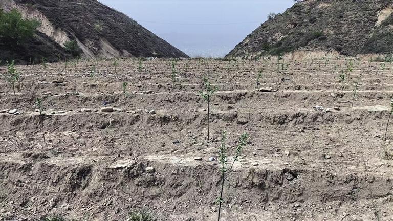 石头缝里栽下苹果树