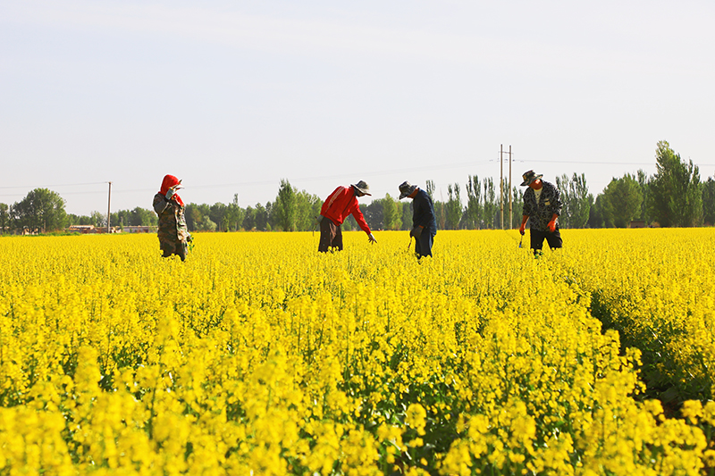 高台：制种花开管护忙 田畴沃野劳务火