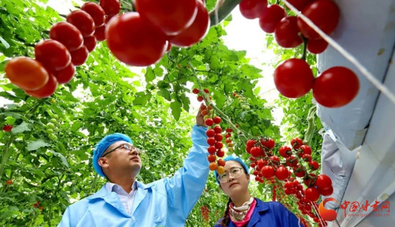 【甘快看】祁连山下是我家｜国内单体规模最大的串番茄智能温室在张掖民乐逐步壮大
