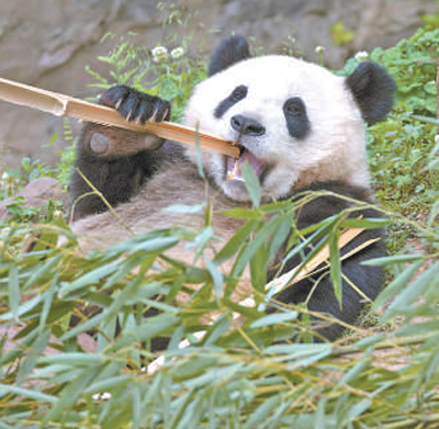 中国大熊猫保护研究中心都江堰基地的大熊猫憨态可掬。陈先林摄(影像中国)