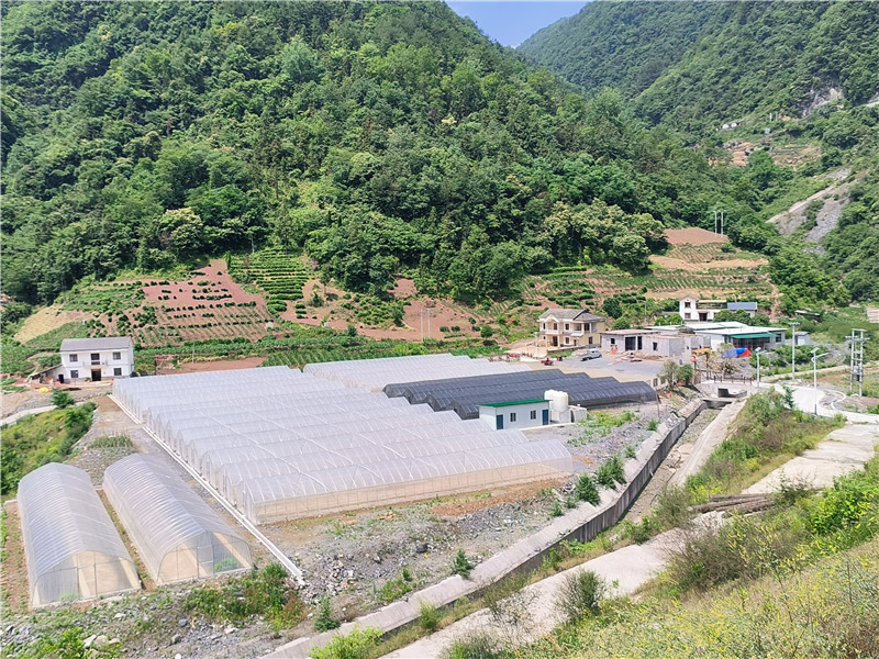 滩坪村烟叶育苗烘烤基地