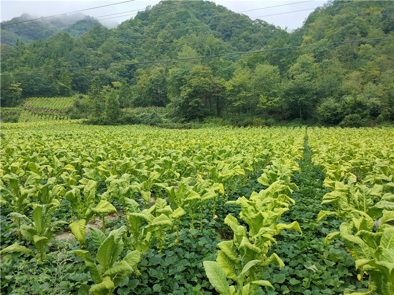 2024年7月的烟田里套种红薯