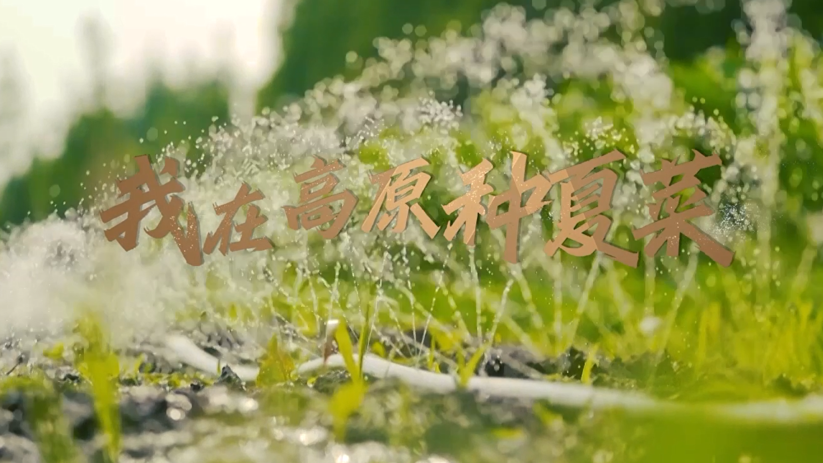 《我在高原种夏菜》——百部微电影展播（第一季）