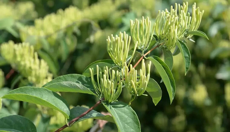 泾川：千亩金银花喜获丰收