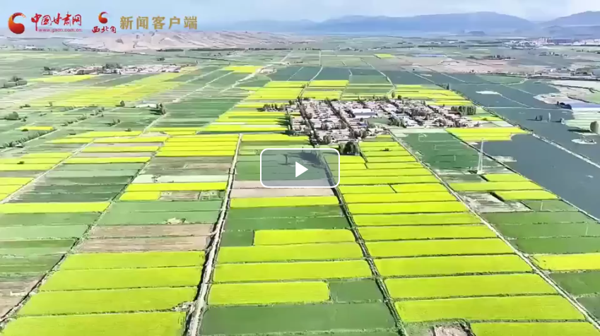 陇拍客丨祁连山下油菜花开