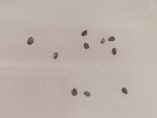 这是宝墩遗址展馆内陈列的约有4500年历史的碳化稻谷。(摄于2022年9月23日)新华社记者 李倩薇 摄