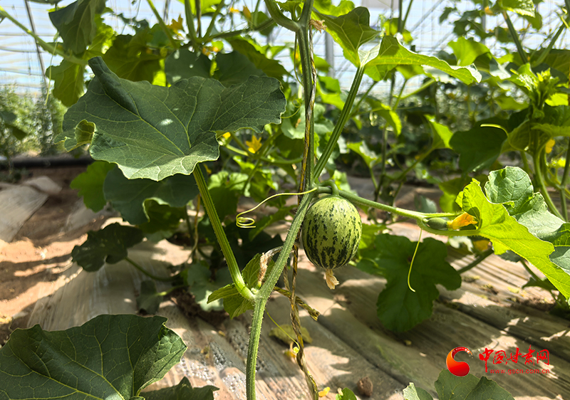 临泽：大棚里的“甜蜜经济学”