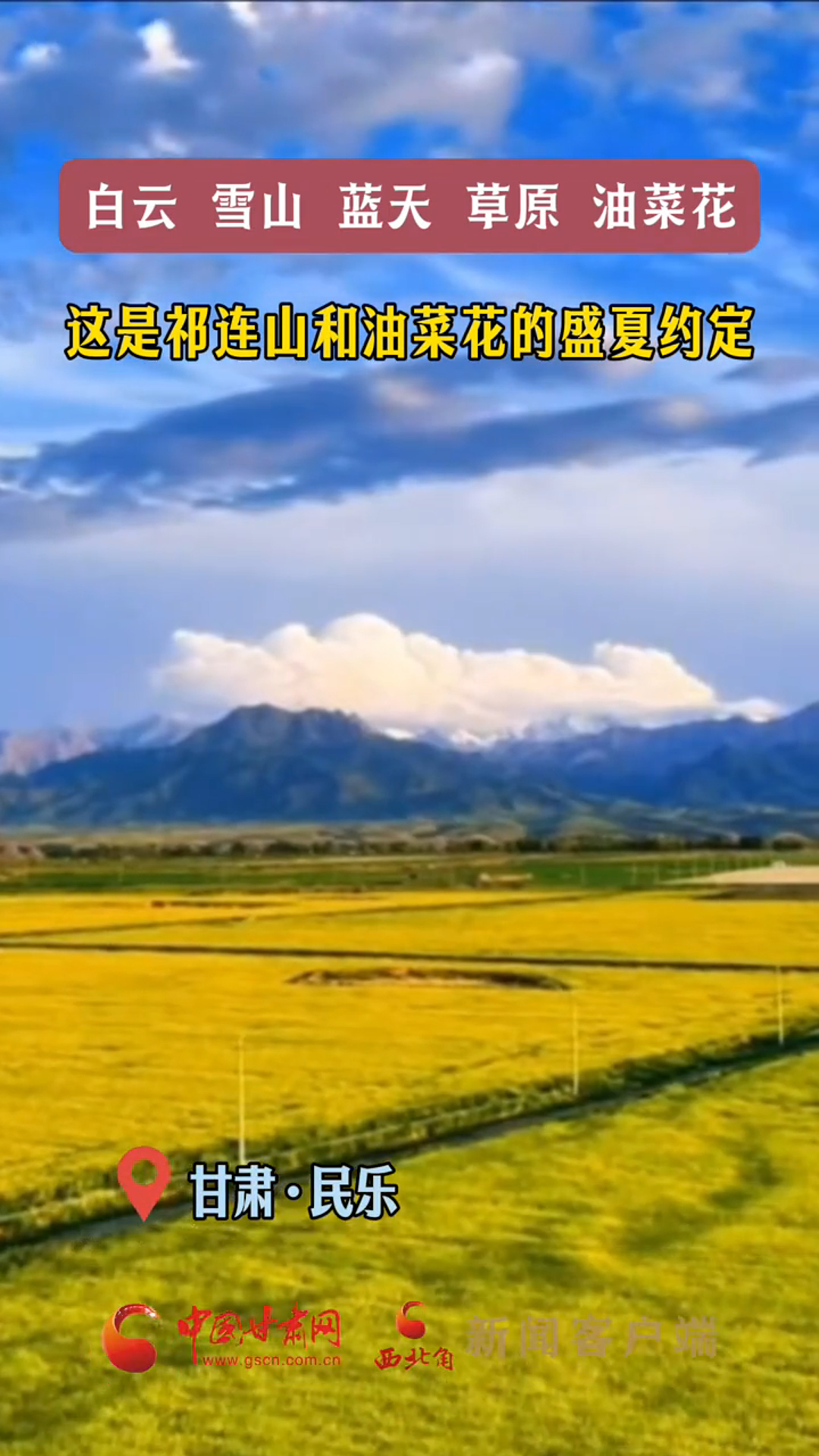 白云雪山蓝天草原油菜花这是祁连山和油菜花的盛夏约定