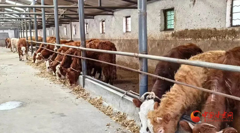 华亭：肉牛产业“犇”出致富新赛道