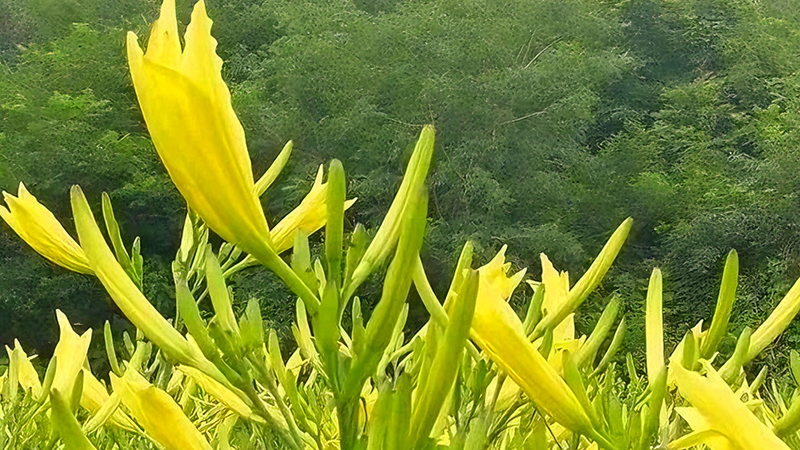 泾川：黄花菜开出“致富花”