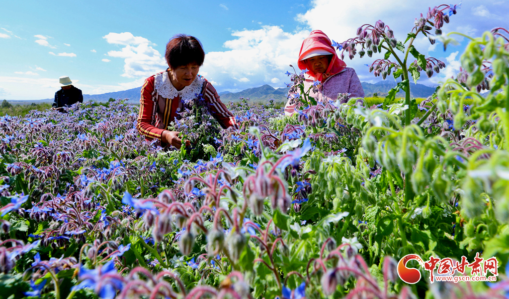 高台：“小制种”繁花似锦