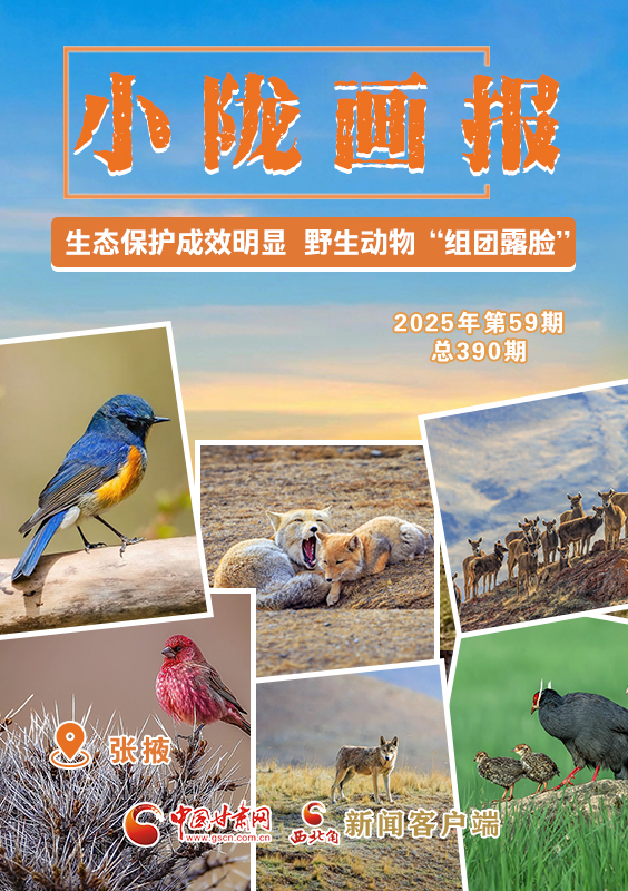 【小陇画报·390期】张掖：生态保护成效明显 野生动物“组团露脸”