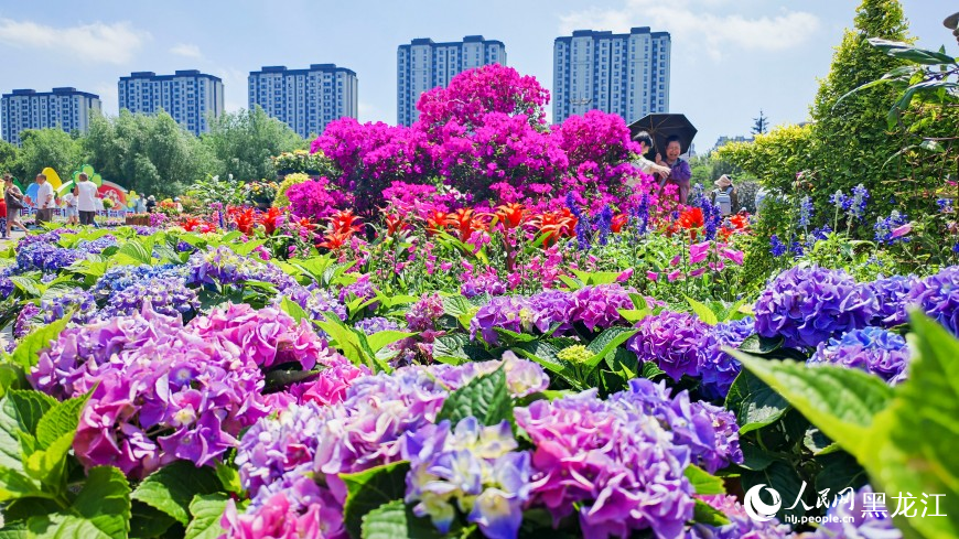 夏有凉风在冰城丨漫步花海 市民“闻香”来