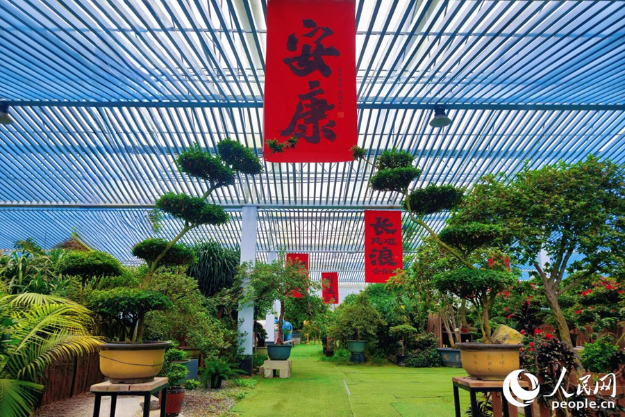 大棚之下,别有洞天,杜鹃花丛美不胜收。人民网 杨灏昱摄