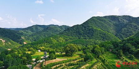 平凉崇信：盛夏时节 古槐花开