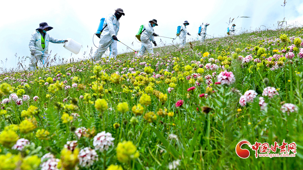 陇拍客丨肃南：“三北”工程林草湿荒一体化保护修复鏖战正酣 