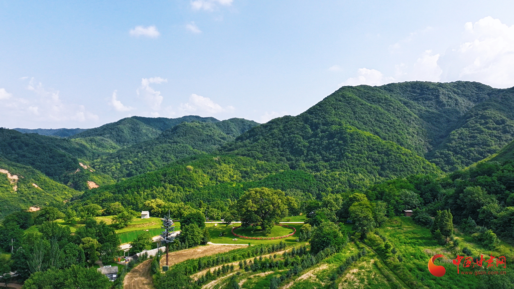 陇拍客丨平凉崇信：盛夏时节 古槐花开