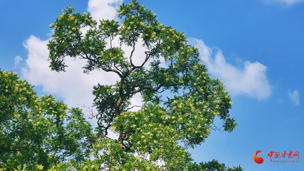 平凉崇信：盛夏时节 古槐花开