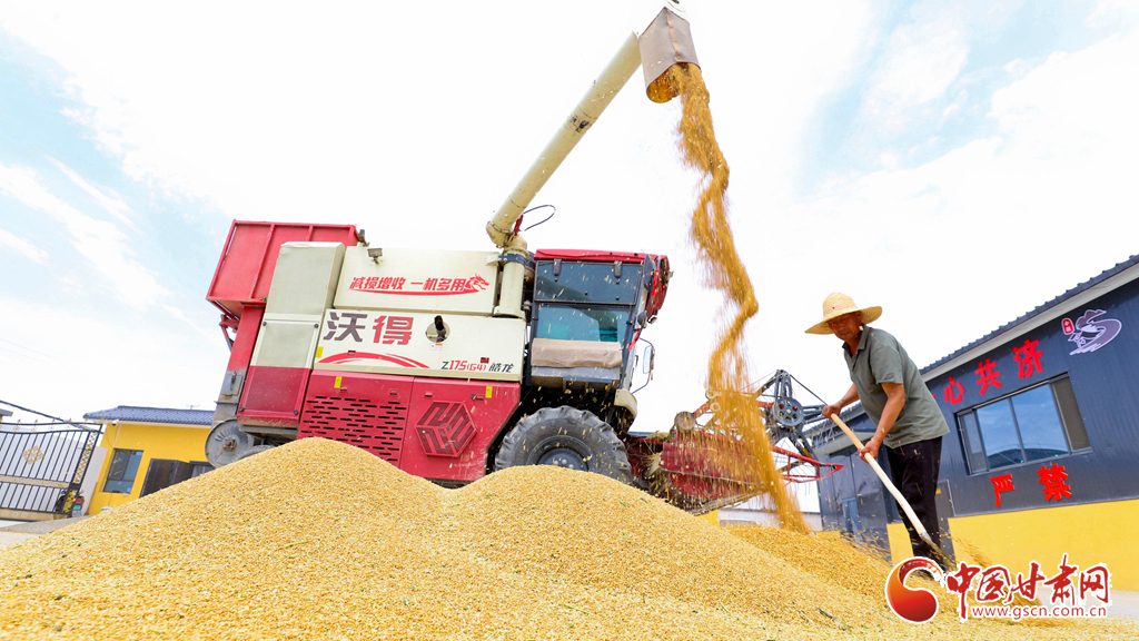 隴拍客丨臨澤：小麥豐收加工忙