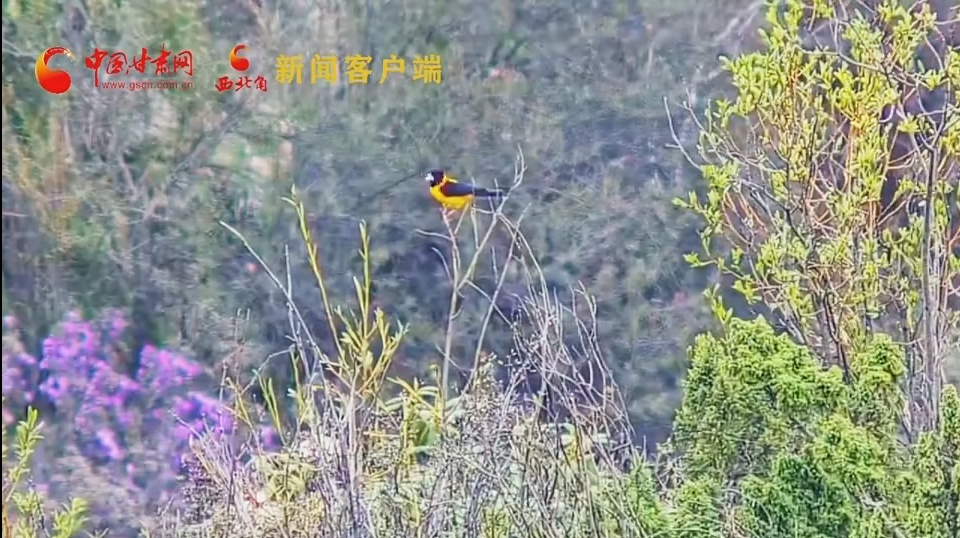 生态向好迎“新住户” 甘肃太子山国家级自然保护区首次监测拍摄到黄颈拟蜡嘴雀