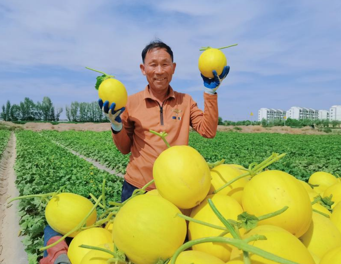 昼夜温差酿“蜜”味 ！民勤蜜瓜C位出道