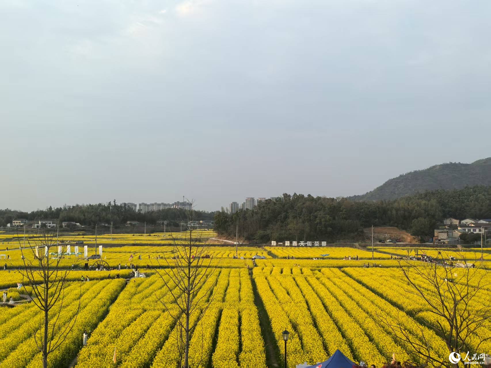 茶亭万亩油菜花海。人民网记者 匡滢摄 茶亭万亩油菜花海。人民网记者 匡滢摄