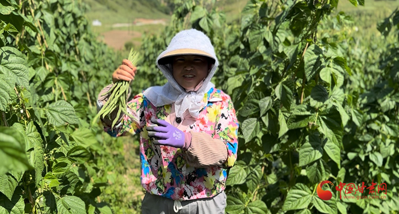 漳县：小豆荚结出致富“金豆豆”