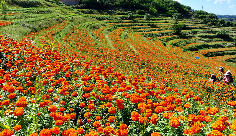 西和：万寿菊花海映丰收 特色产业促增收